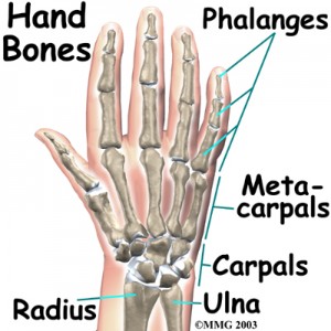 hand_anatomy_bones01